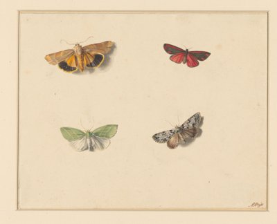 Vier Schmetterlinge von Anton Weiss