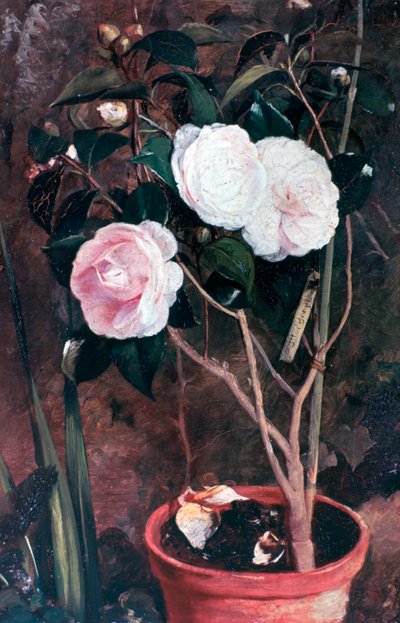 Kamelien, 19. Jahrhundert von Antonio Maria Fabres y Costa