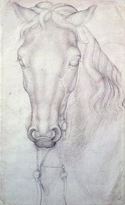 Kopf eines Pferdes von Antonio Pisanello