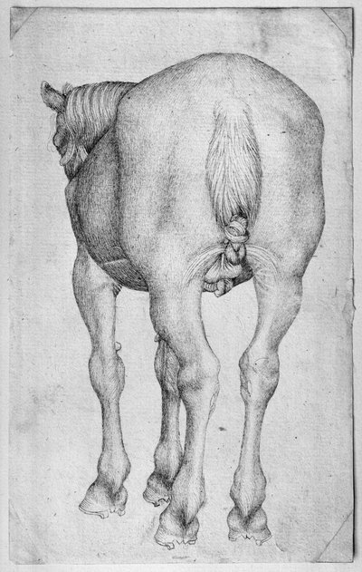 Pferd, aus dem Vallardi-Album von Antonio Pisanello