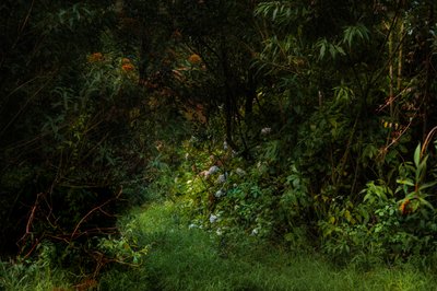 Wege, 2015 von Antonio Schubert