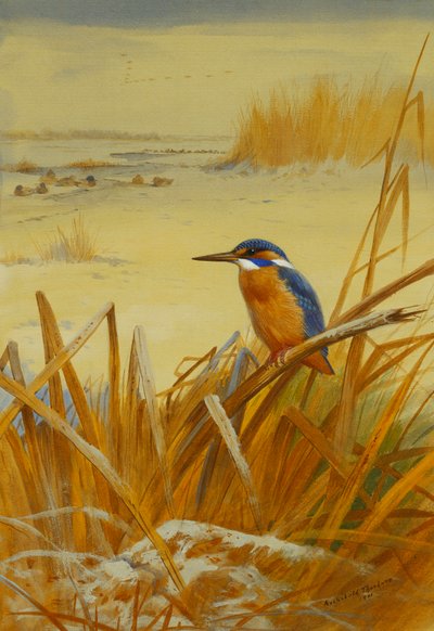 Ein Eisvogel zwischen Schilf im Winter von Archibald Thorburn