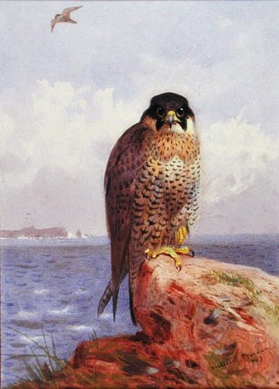 Ein Wanderfalke am Meer von Archibald Thorburn