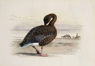 Eine Kurzschnabelgans von Archibald Thorburn