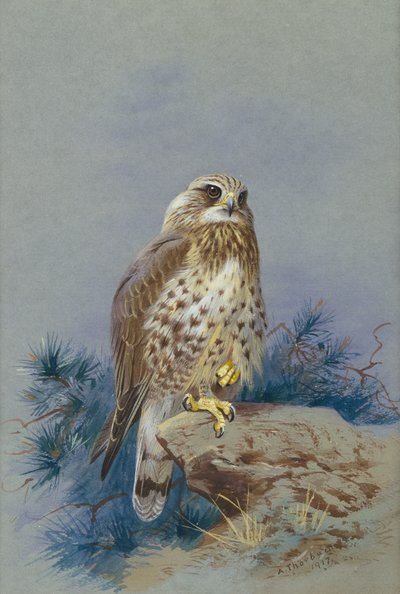 Ein Rauhfußbussard von Archibald Thorburn