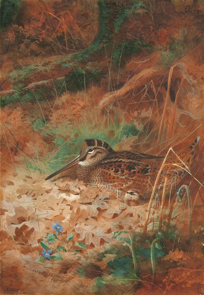 Ein Waldschnepfe und Küken im Unterholz von Archibald Thorburn