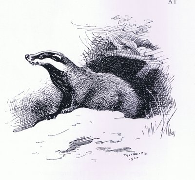 Dachs, veröffentlicht von Book Club Associates von Archibald Thorburn