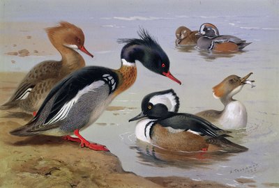 Enten an einem See von Archibald Thorburn