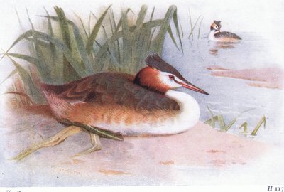 Haubentaucher von Archibald Thorburn