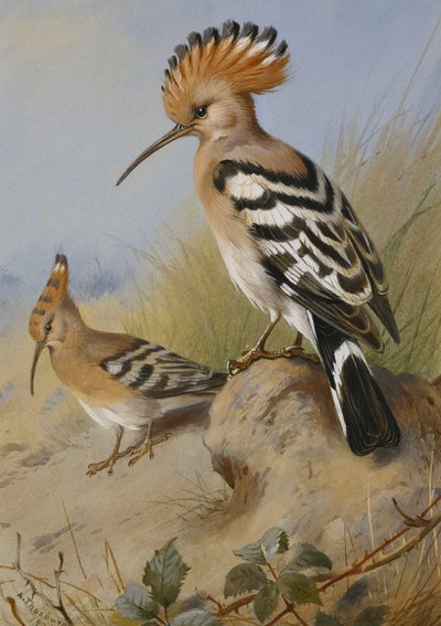 Wiedehopfe von Archibald Thorburn