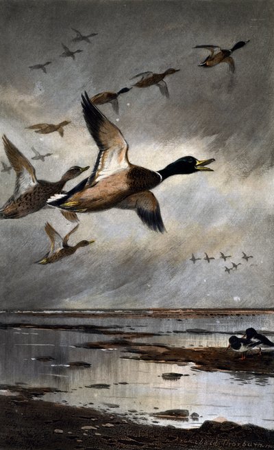 Stockenten im Flug von Archibald Thorburn