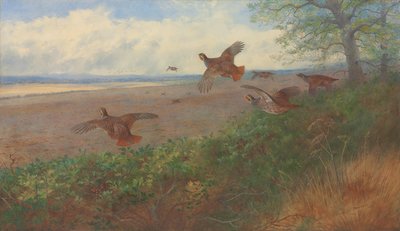 Rebhühner im Flug von Archibald Thorburn