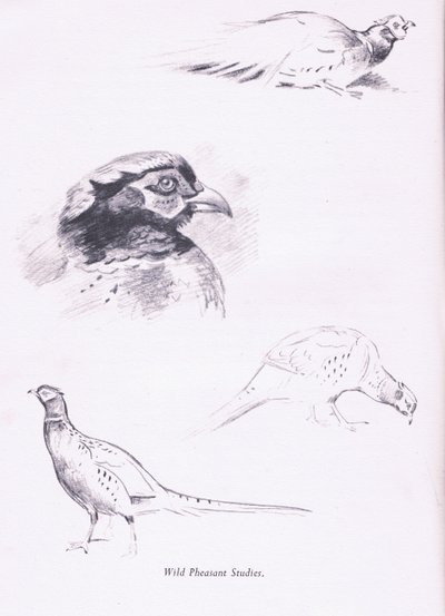 Fasane von Archibald Thorburn