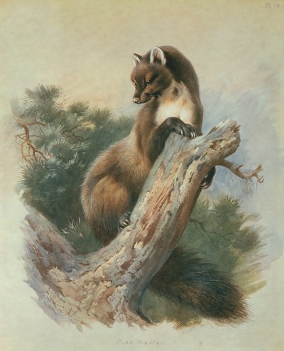 Baummarder von Archibald Thorburn
