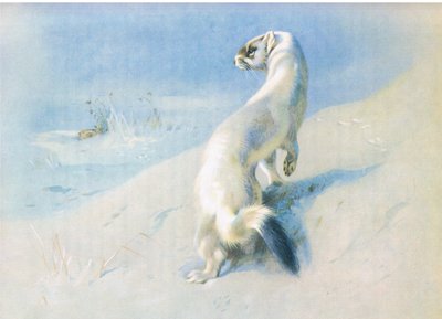 Hermelin von Archibald Thorburn