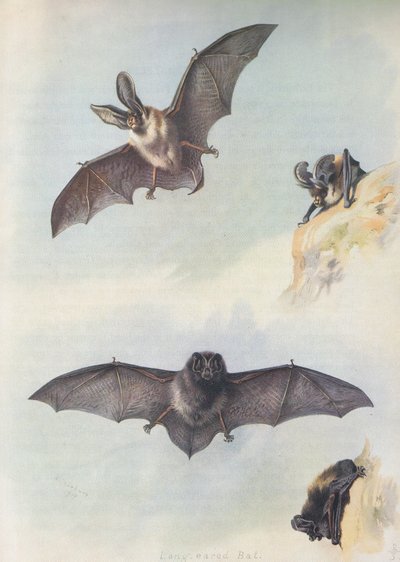 Die Barbastelle von Archibald Thorburn