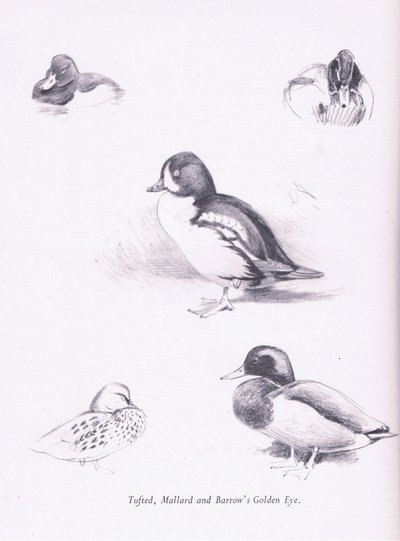 Reiherenten, Stockenten, Barrows Goldaugen von Archibald Thorburn
