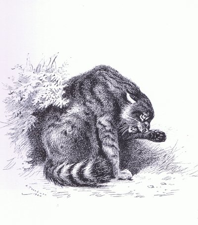 Wildkatze, veröffentlicht von Book Club Associates von Archibald Thorburn