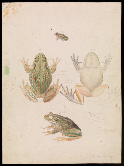 Grummelnder Grasfrosch, Litoria raniformis von Arthur Bartholomew