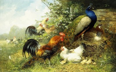 Geflügel und Pfauen, 1899 von Arthur Fitzwilliam Tait