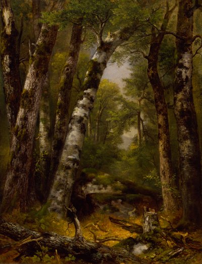 Waldtal, ca. 1850-1855 von Asher Brown Durand