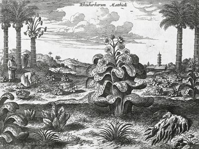 Rhabarberpflanze, Gravur aus China Denkmäler von Athanasius Kircher