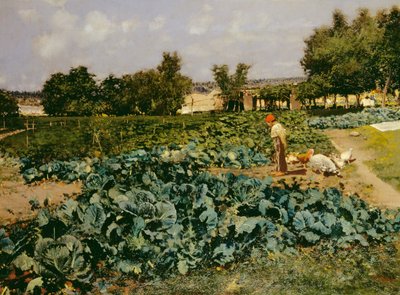Der Kohlkopf von Attillo Pratella