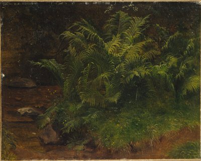 Studie eines Farns von August Cappelen