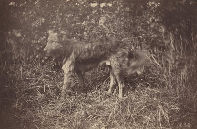 Studie eines Hundes, späte 1870er von Auguste Giraudon
