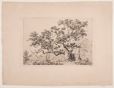 Die Königseiche von Axel Schovelin