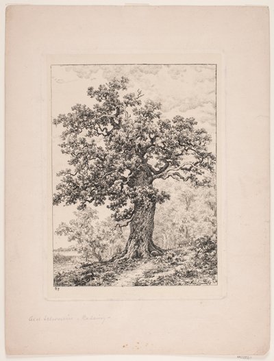 Niels Ebbesens Eiche. Gyllingnæs Wald von Axel Schovelin