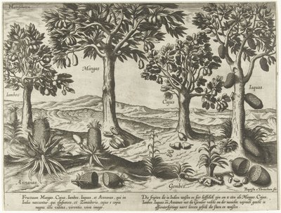 Obstbäume und -sträucher aus Ostindien von Baptista van Doetechum