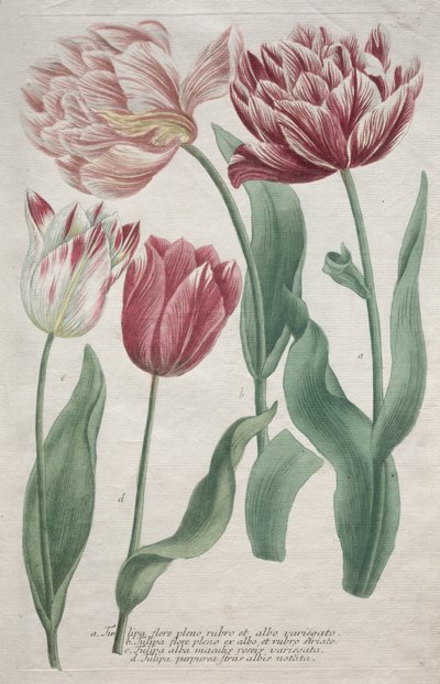 Tulpen von Bartholomaus Seutter