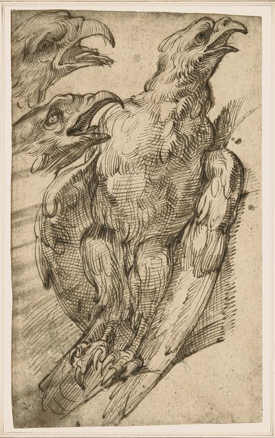 Studie eines Adlers von Bartolomeo Passarotti