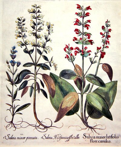 Arten von Salvia von Basilius (after) Besler