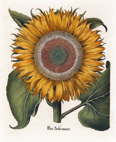 Die Gemeine Sonnenblume, Flos Solis Maior von Basilius Besler