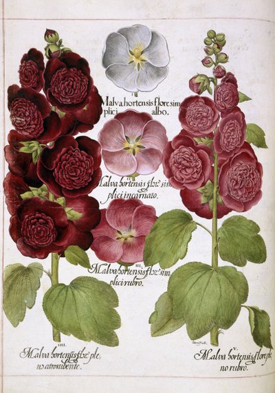 Drei Pflanzen von Basilius Besler