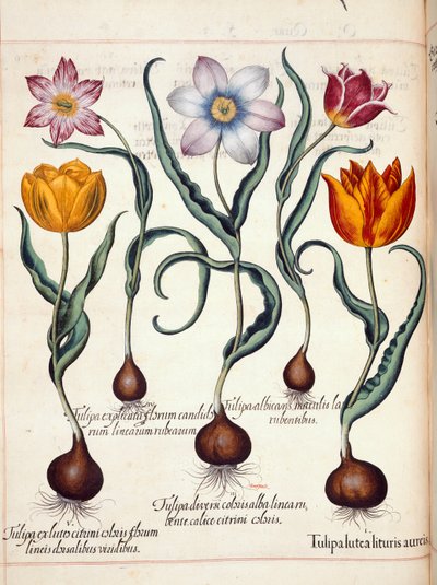 Tulpen, aus 