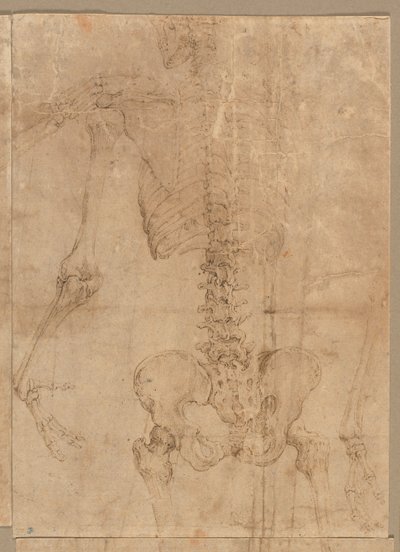 Obere Hälfte des Skeletts von hinten von Battista Franco