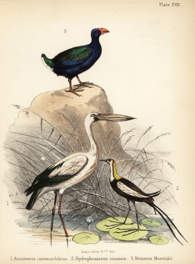 Asiatischer Offenstorch, Fasanenschwanz-Jacana und Takahe. 1855 (Lithografie) von Bauerrichter