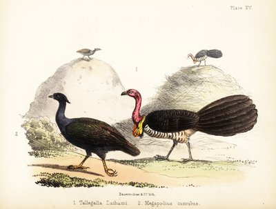 Gweela und Orangefuß-Schrubbhuhn. 1855 von Bauerrichter