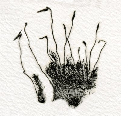 Knospendes Moos, 2014 von Bella Larsson