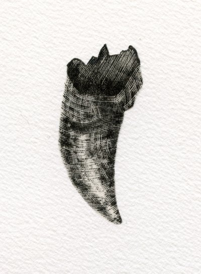 Katzenzahn, 2014 von Bella Larsson
