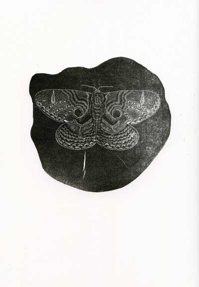 Nachtfalter, 2016 von Bella Larsson