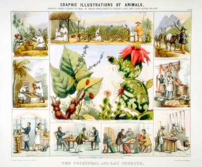 Cochenille- und Lackinsekten, um 1850 von Benjamin Waterhouse Hawkins