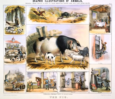 Das Schwein, um 1850 von Benjamin Waterhouse Hawkins