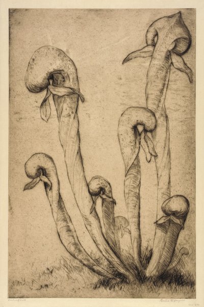 Darlingtonia von Bertha E. Jaques