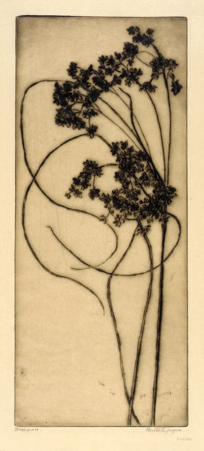 Wollgras von Bertha E. Jaques