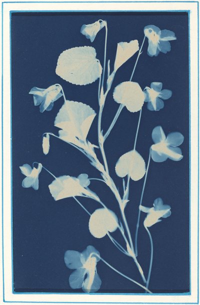Ohne Titel von Bertha Evelyn Jaques