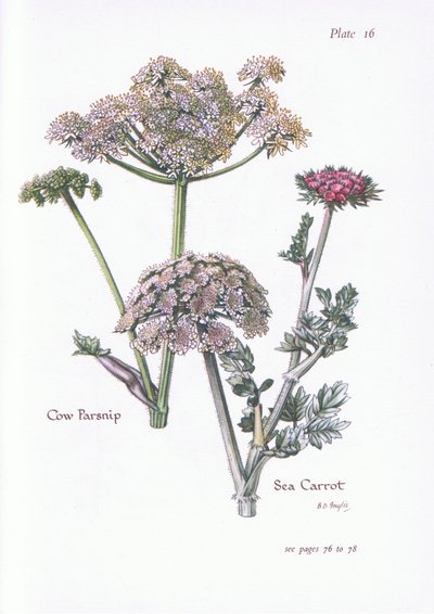 Bärenklau, Meeresmöhre von Bessie D. Inglis